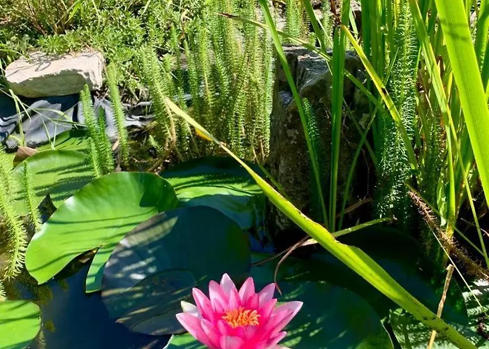 D'hotes Proche D'epinal, Vosges 88270 住宿加早餐酒店 Madonne-et-Lamarey